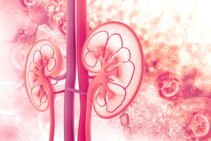 kidney
